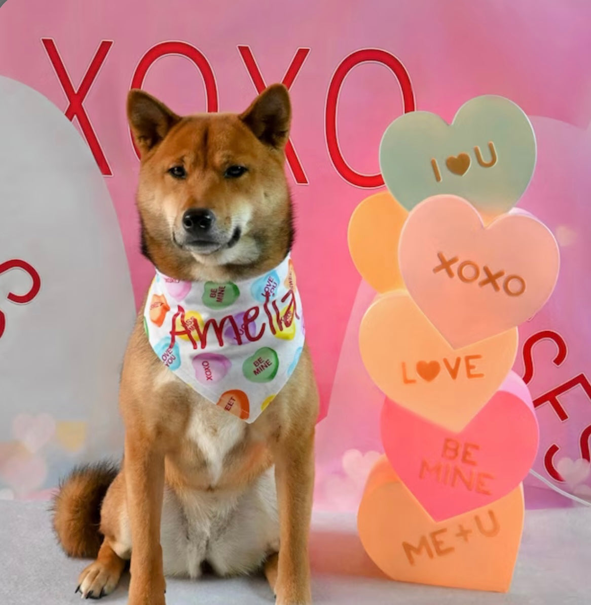 Snap On Valentine's Conversation Hearts Dog Bandana