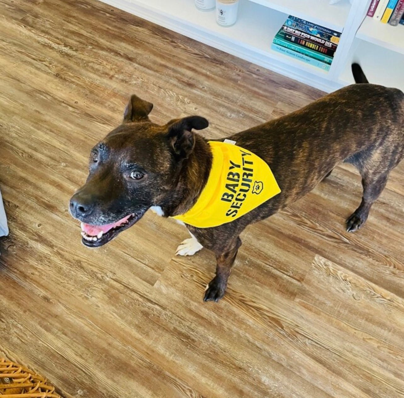 Over the Collar Baby Security Dog Bandana - Puppers Bowtique