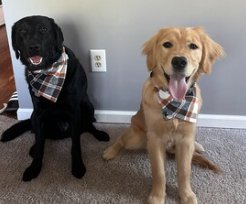 Over the Collar Fall Black, White, Brown Plaid Dog Bandana - Puppers Bowtique