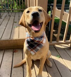Over the Collar Fall Black, White, Brown Plaid Dog Bandana - Puppers Bowtique