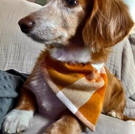 Over the Collar Fall Pumpkin Pie Dog Bandana - Puppers Bowtique
