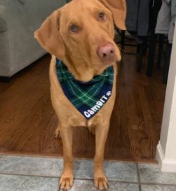 Over the Collar Green & Blue Plaid Dog Bandana - Puppers Bowtique