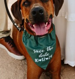 Over the Collar "Save the Date" Dog Bandana - Puppers Bowtique