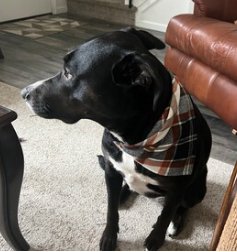 Snap On Black, White, Brown Plaid Fall Dog Bandana - Puppers Bowtique