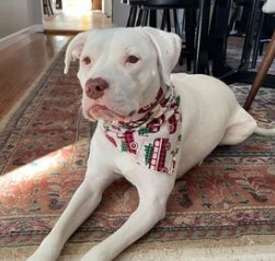 Snap On Christmas Red Buffalo Plaid Truck Dog Bandana - Puppers Bowtique