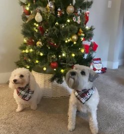 Snap On Night Before Christmas Plaid Dog Bandana - Puppers Bowtique