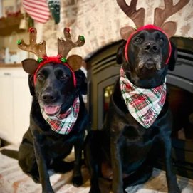 Snap On Night Before Christmas Plaid Dog Bandana - Puppers Bowtique