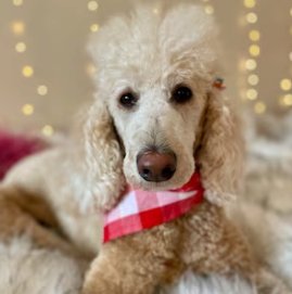Snap On Red, Pink and White Plaid Dog Bandana - Puppers Bowtique