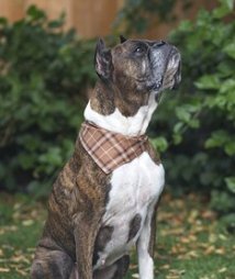 Snap On Toffee Plaid Dog Bandana - Puppers Bowtique