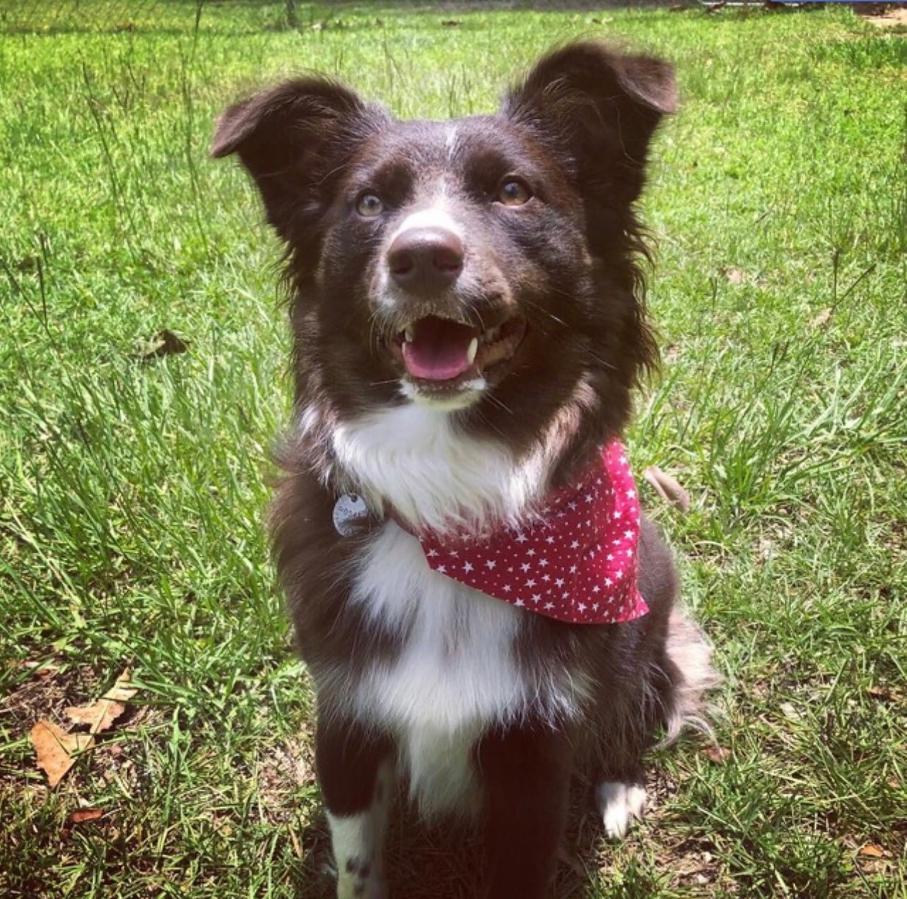 Over the Collar Red & White Stars Dog Bandana - Puppers Bowtique