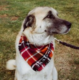 Fringed Fall Autumn Spice Dog Bandana - Puppers Bowtique