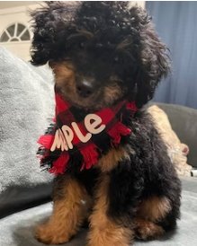 Fringed Red and Black Buffalo Plaid Dog Bandana - Puppers Bowtique