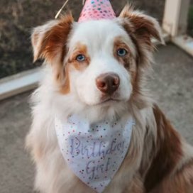Over the Collar Birthday Girl Dog Bandana - Puppers Bowtique