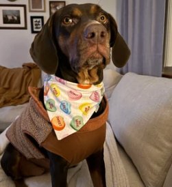 Over the Collar Conversation Hearts Dog Bandana - Puppers Bowtique