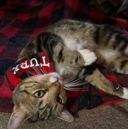Over the Collar Flannel Red Buffalo Plaid Dog Bandana - Puppers Bowtique