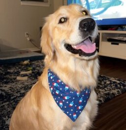 Over the Collar Patriotic Popsicles Dog Bandana - Puppers Bowtique