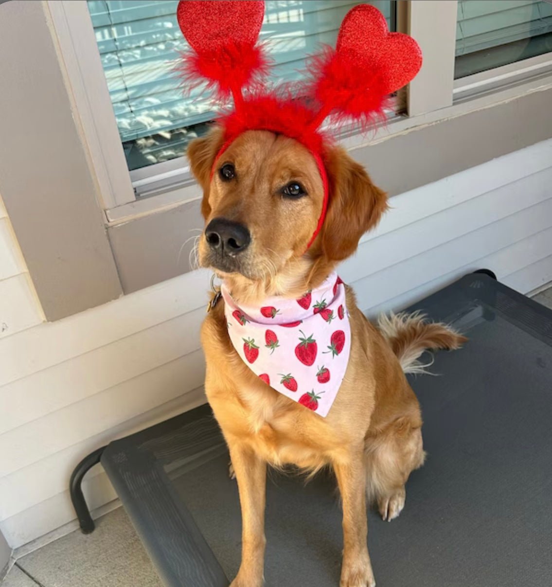 Over the Collar Strawberry Shortcake Dog Bandana - Puppers Bowtique
