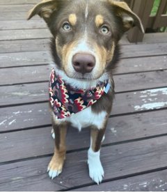 Over the Collar Thanksgiving Tossed Turkeys Dog Bandana - Puppers Bowtique