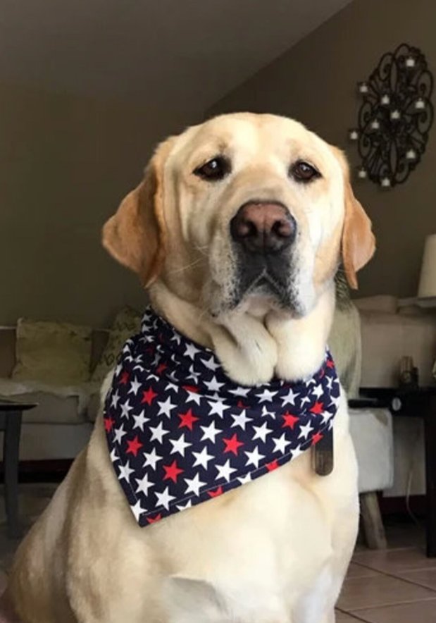 Snap On Patriotic Stars Dog Bandana - Puppers Bowtique